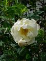 Burnet Rose